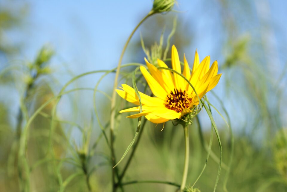 Yellow flower plant nature