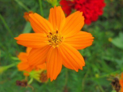 Garden plant orange