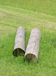 Meadow wood nature