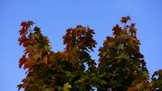 Fall colors maple blue sky