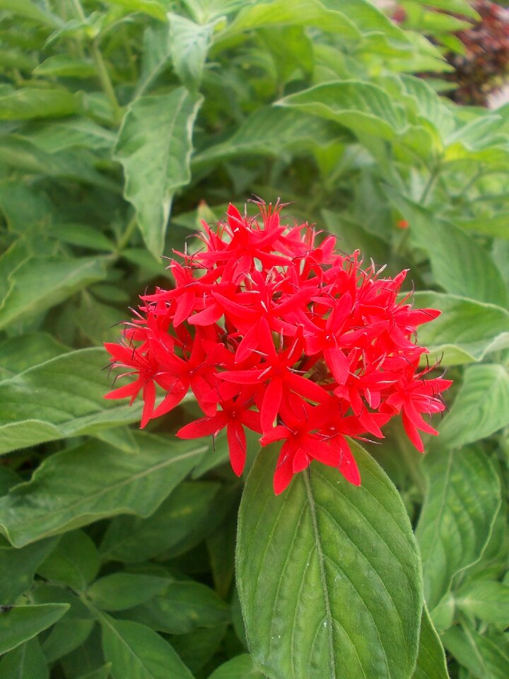 Garden red flower flower