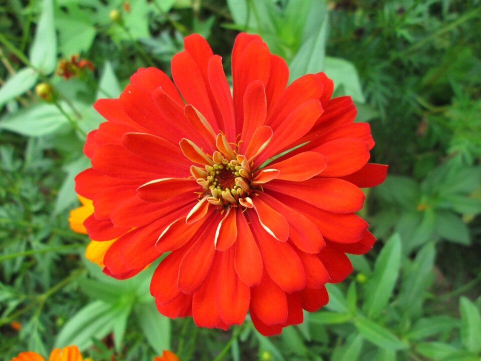 Garden plant red