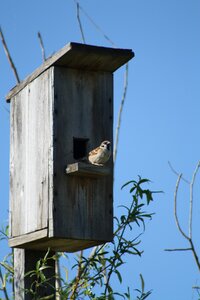 Sparrow bird against sky