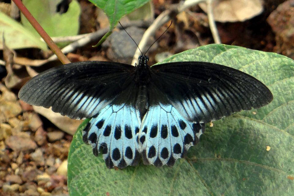 Swallowtail butterfly south india castle rock