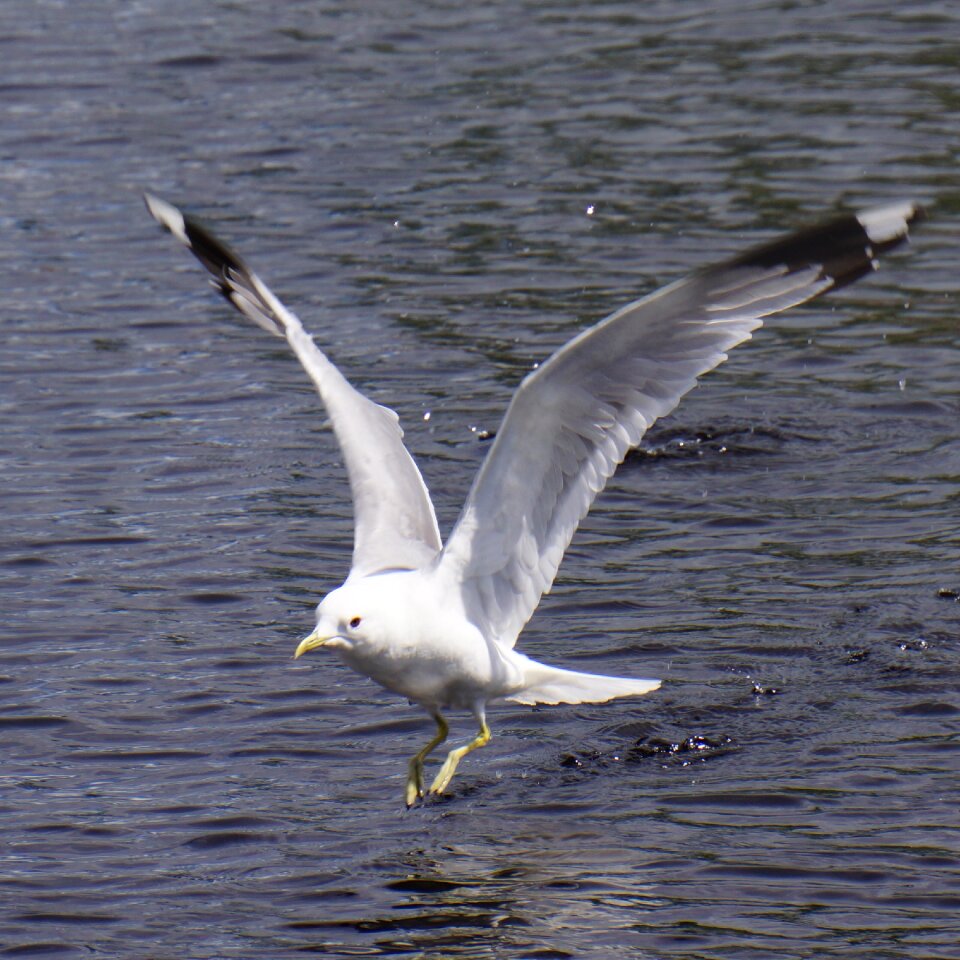 Wings outspread the bird's wings seagull