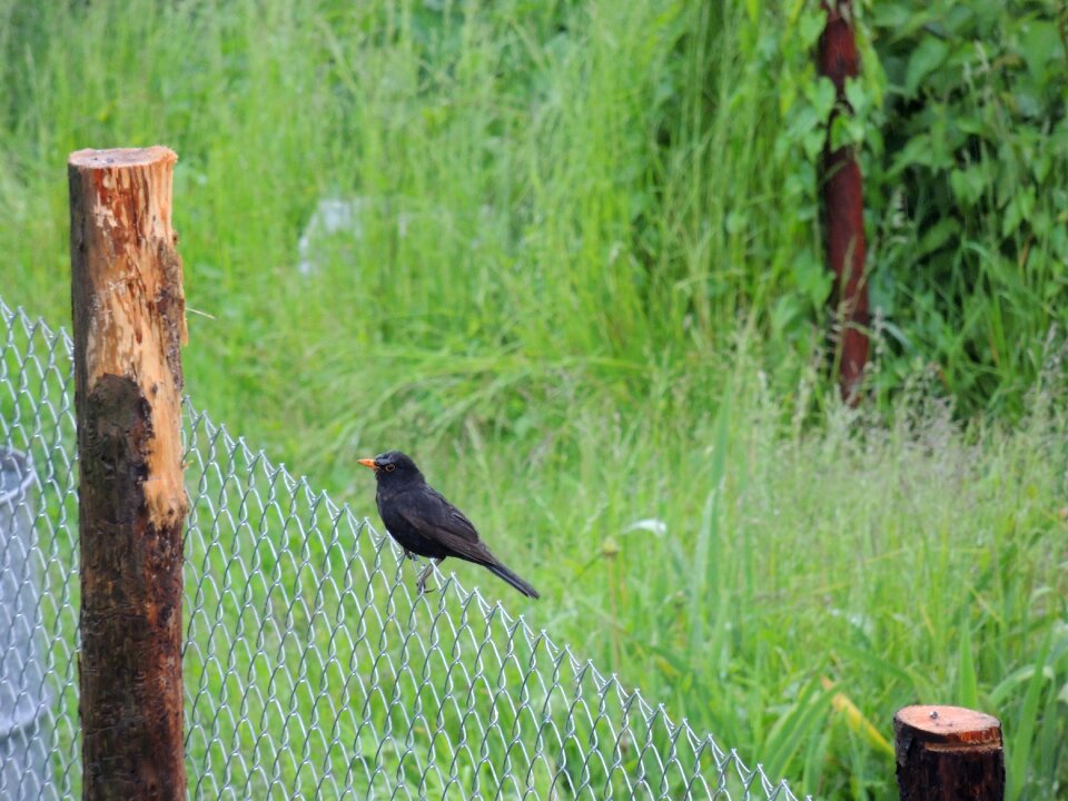 Rain waiting hunting