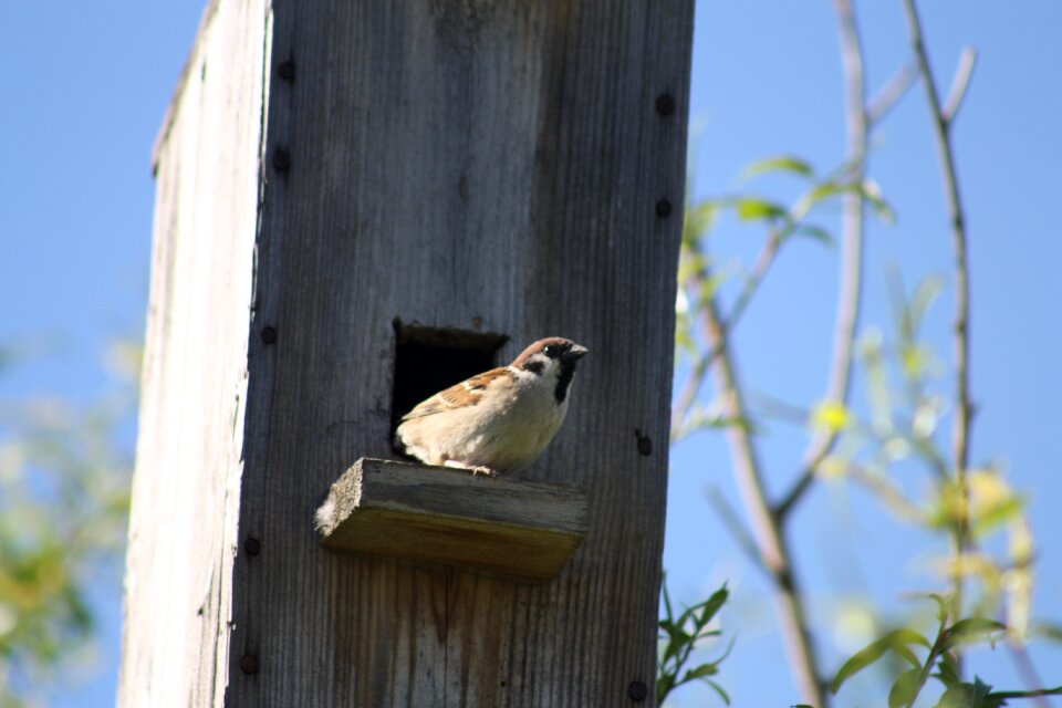 Sparrow bird against sky