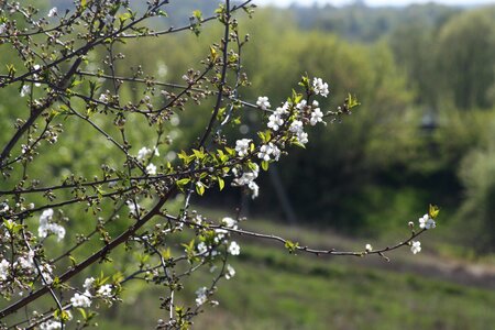 Nature apple tree leaves