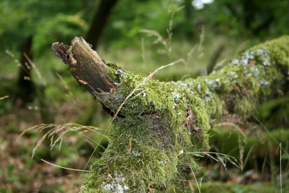 Branches moss ground