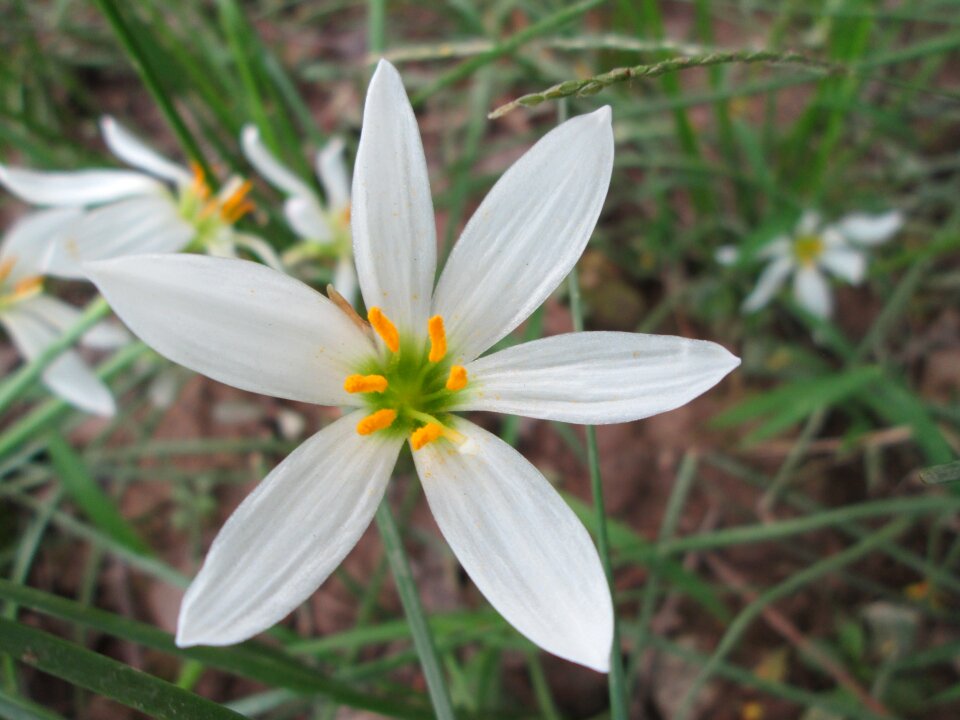 Garden plant white