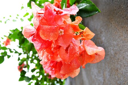 Flower nature beauty