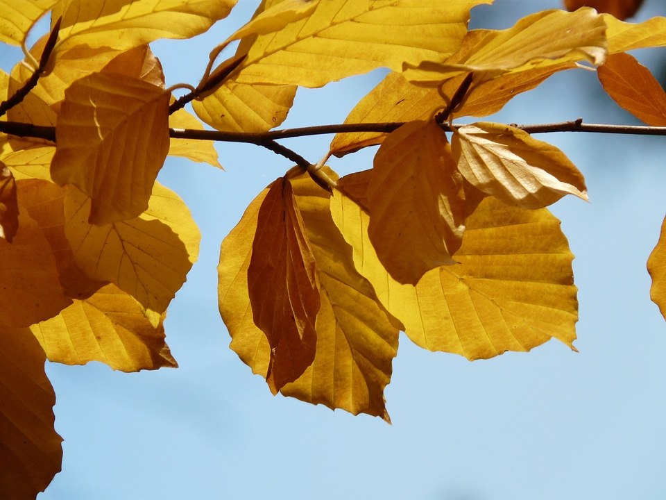 Deciduous tree golden autumn golden october