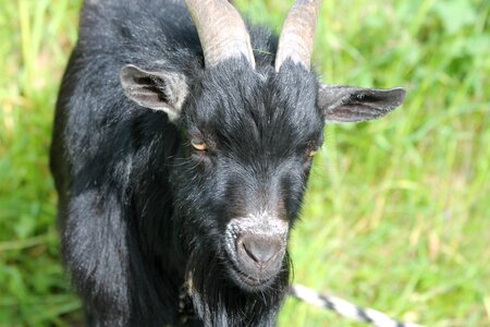 Bock mammals horns photo