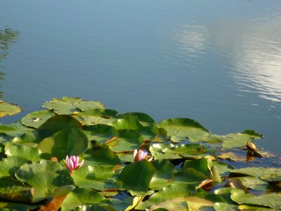 Water lilies lotus summer