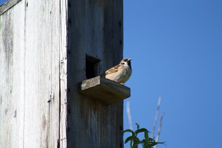 Sparrow bird against sky photo