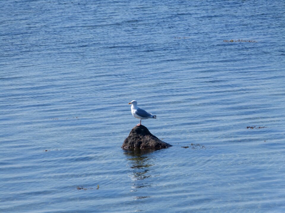 Seagull baltic sea geltinger bakshi