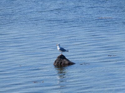 Seagull baltic sea geltinger bakshi