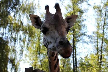 Giraffe view zoo