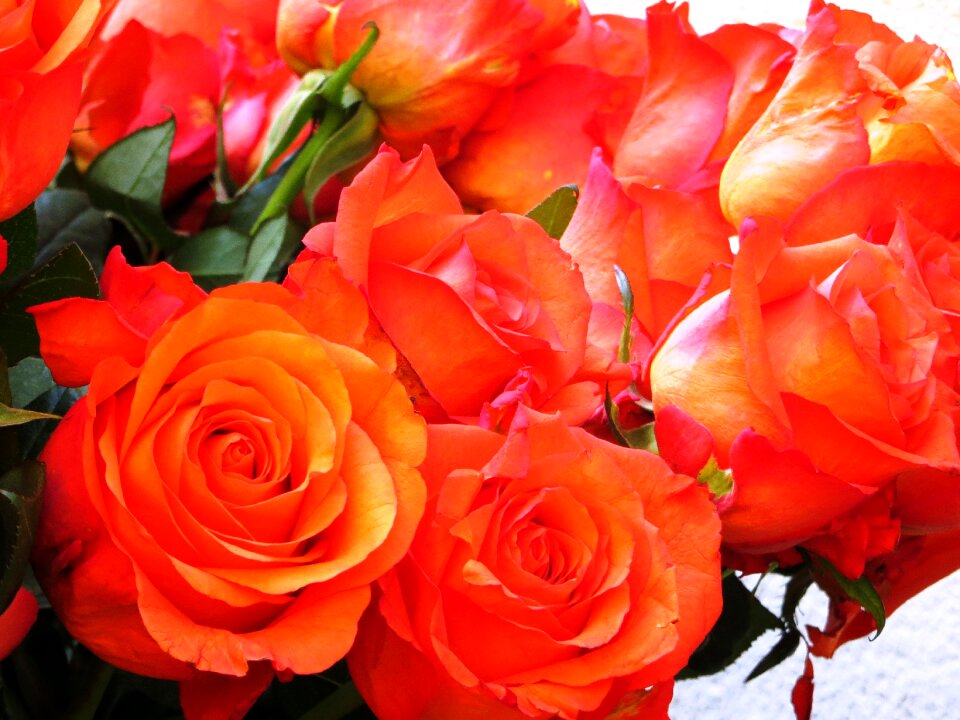 Flowers bouquet red