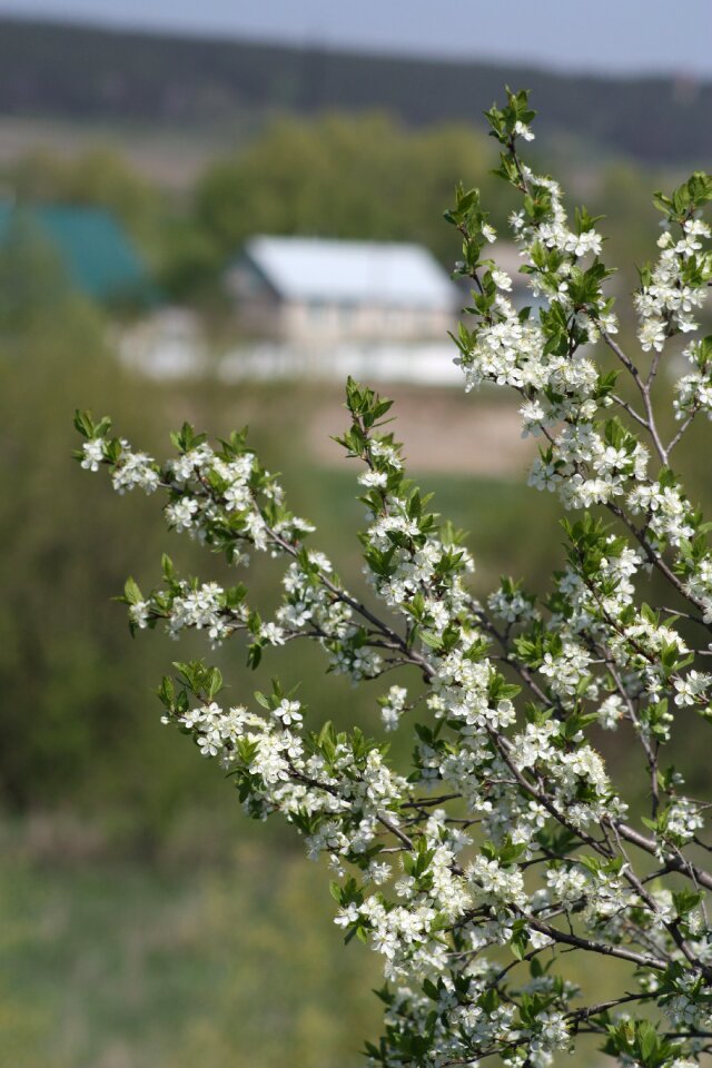 Nature apple tree leaves