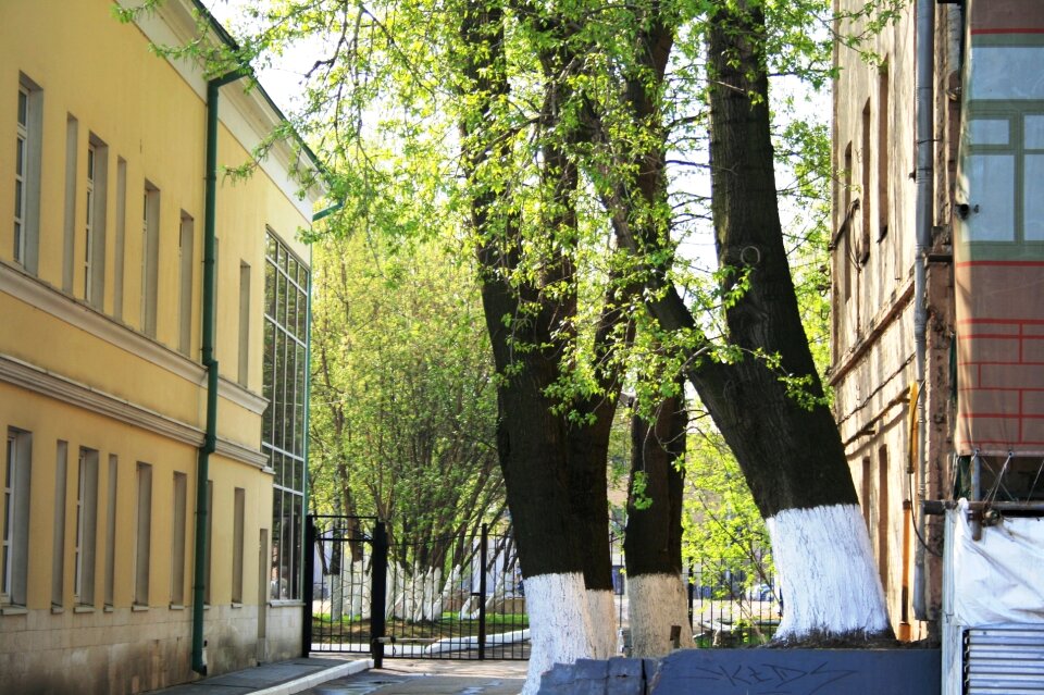 Tree trunks green leaves spring