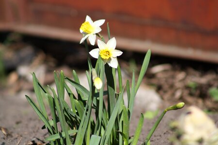 Bloom white green
