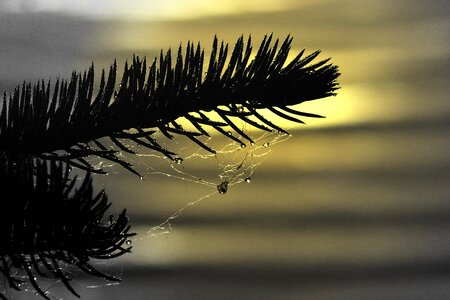 Rain drops sun set close-up photo