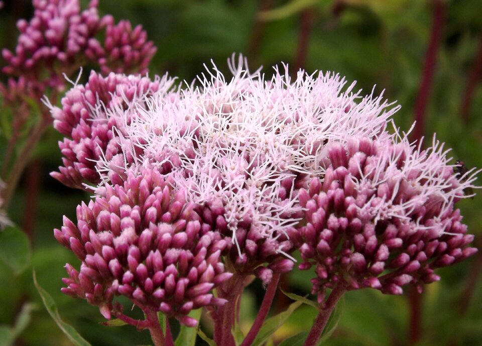 Nature flowers pink flower