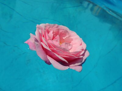 Pink flower macro