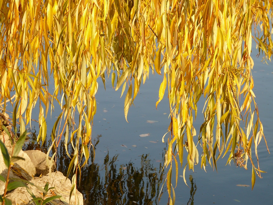 Salix alba pasture sali