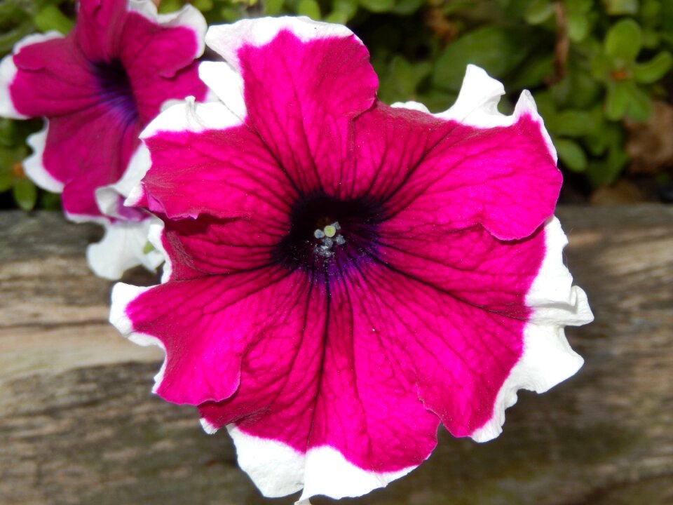 Petunia flowers nature