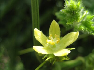 Petals tender spring photo