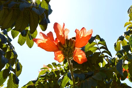 Flower flying sol