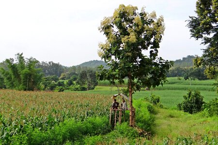 Teak tree farmers farm watch