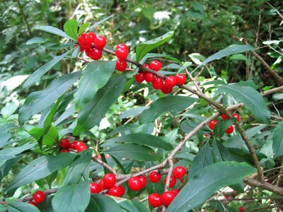 Plant shrubs daphne