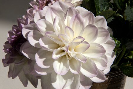 Plant composites white