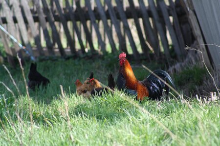 Cock grass green