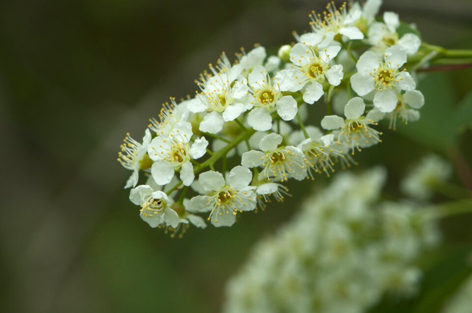 Perennial wildflower new england