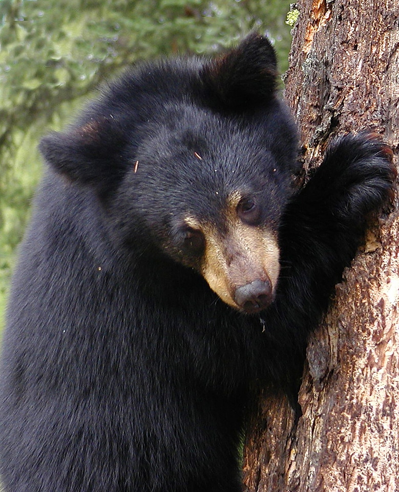 Climbing cub wildlife