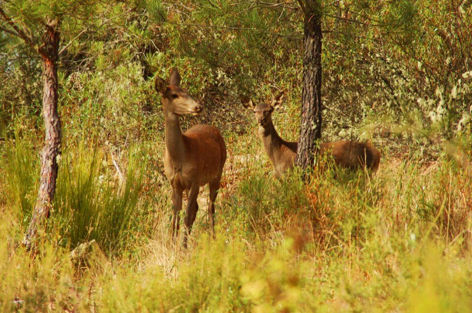 Buck montesinho animals