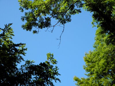 Tree trees leaves