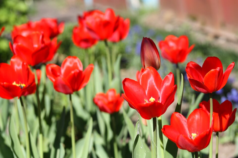 Spring nature red