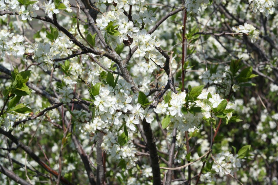 Nature apple tree leaves