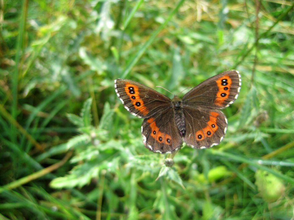 Butterfly meadows schwaerzling erebia medusa