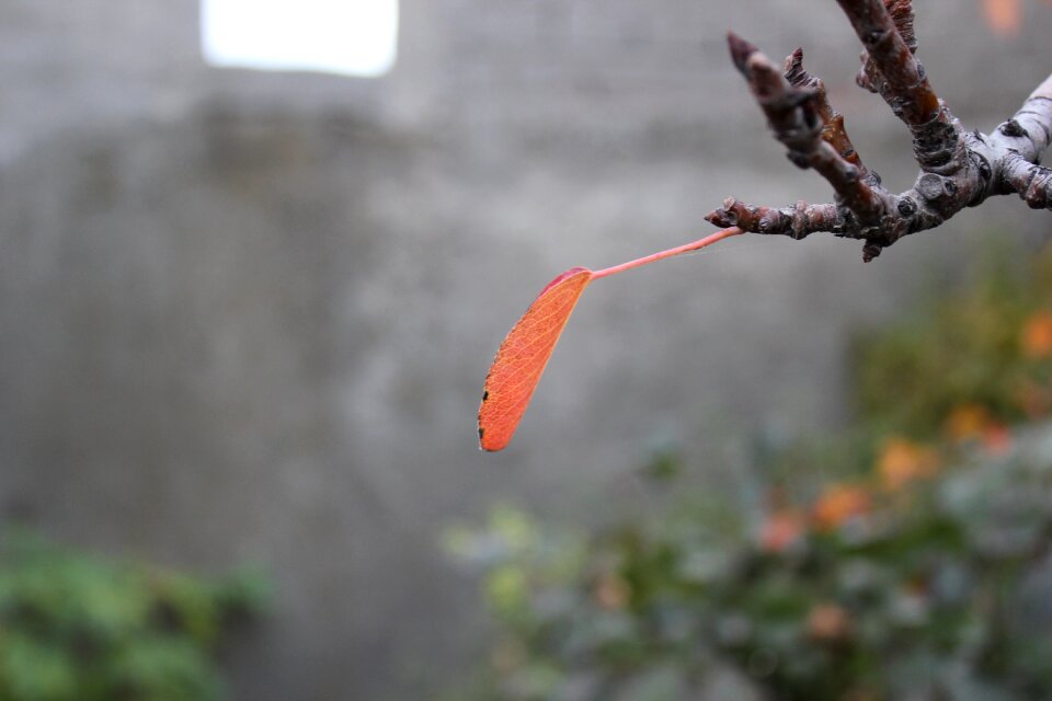 Leaf tree autumn