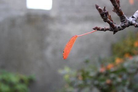 Leaf tree autumn
