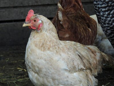 Feather beak farm photo