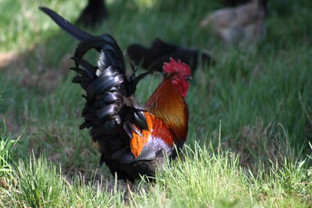 Cock grass green