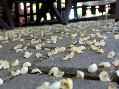Ground fallen petal