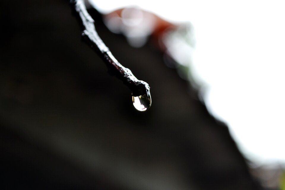Rain drop nature sri lanka